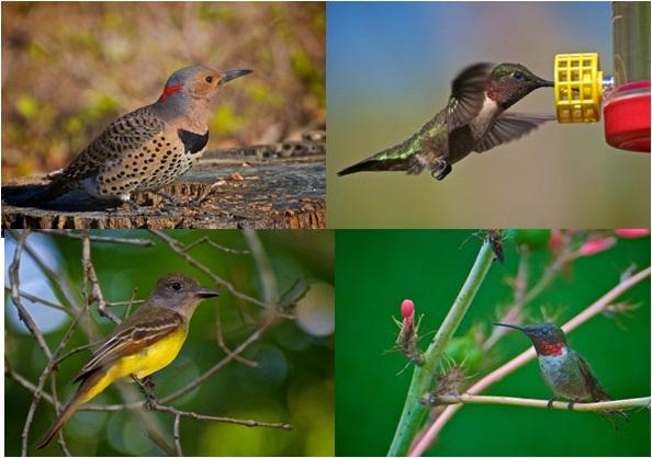 Wild Birds Unlimited - Nature Shop
